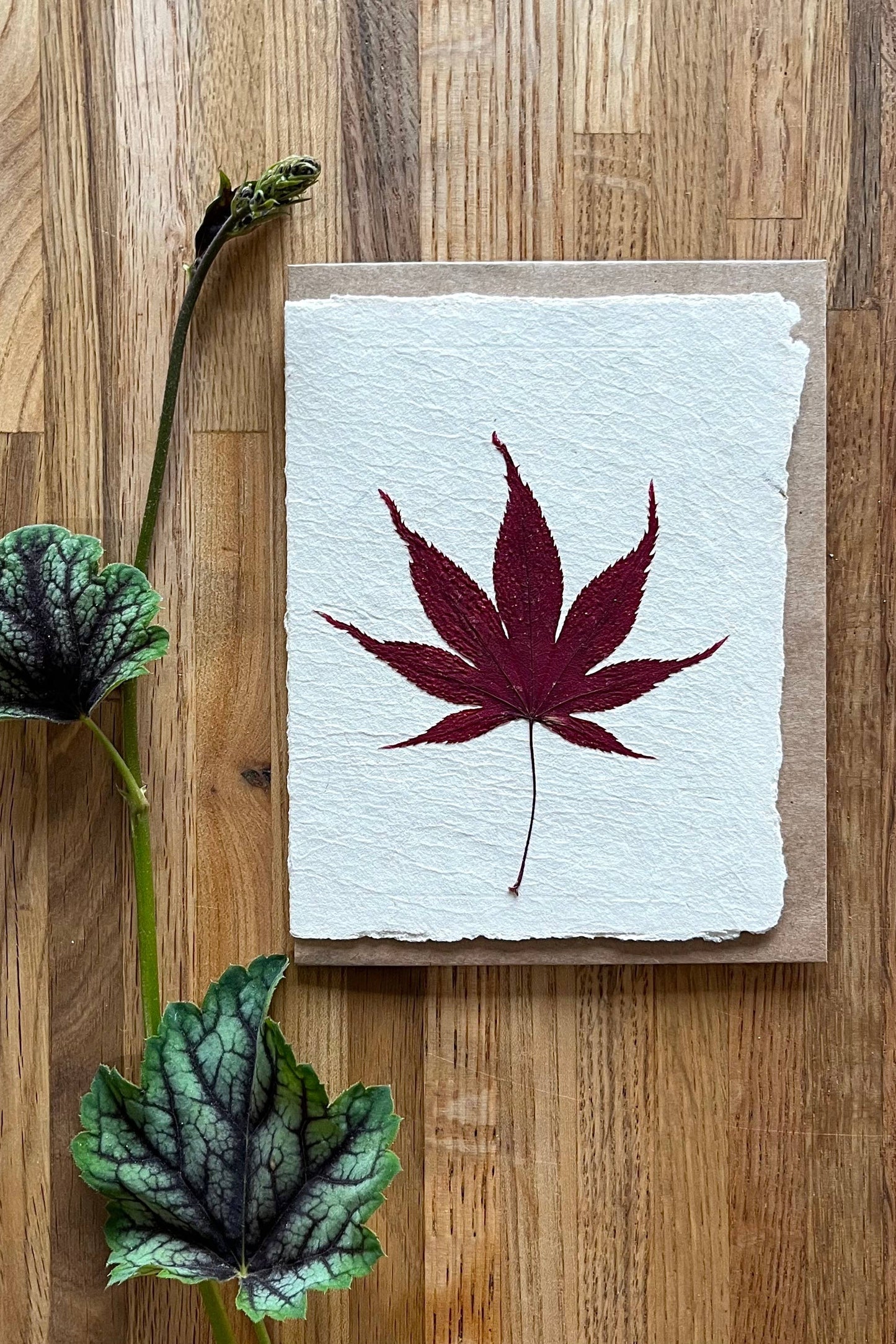 Japanese Red Maple card