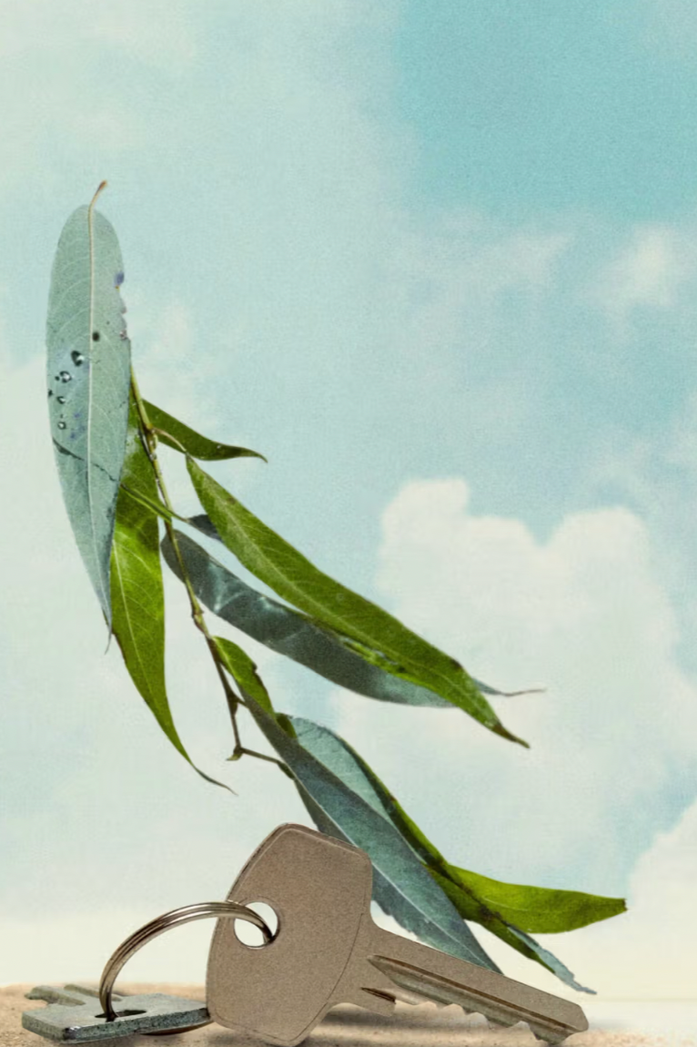 Big Sur Eucalyptus, 50 ml