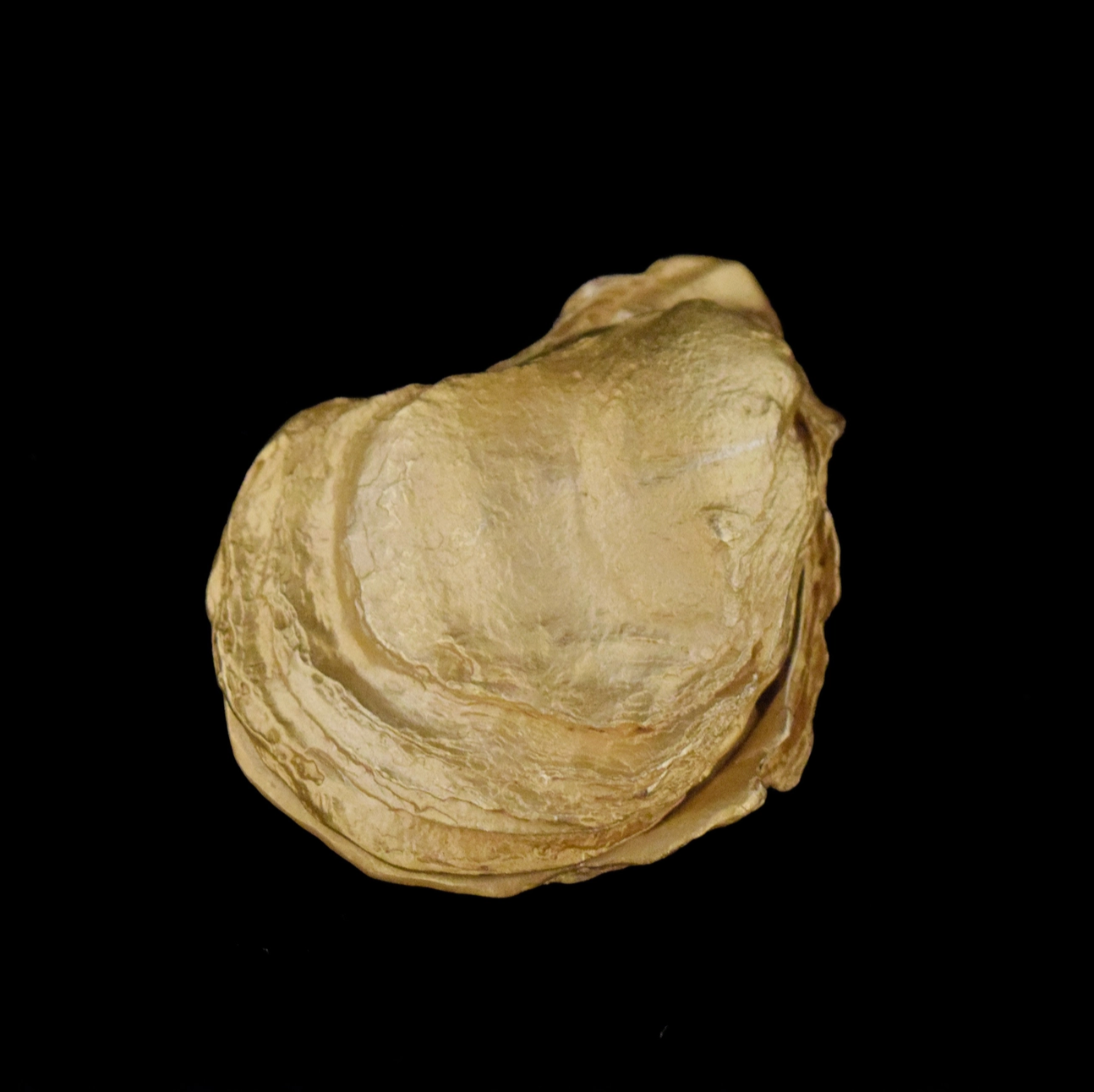 Oyster with Pearls Box, Gold