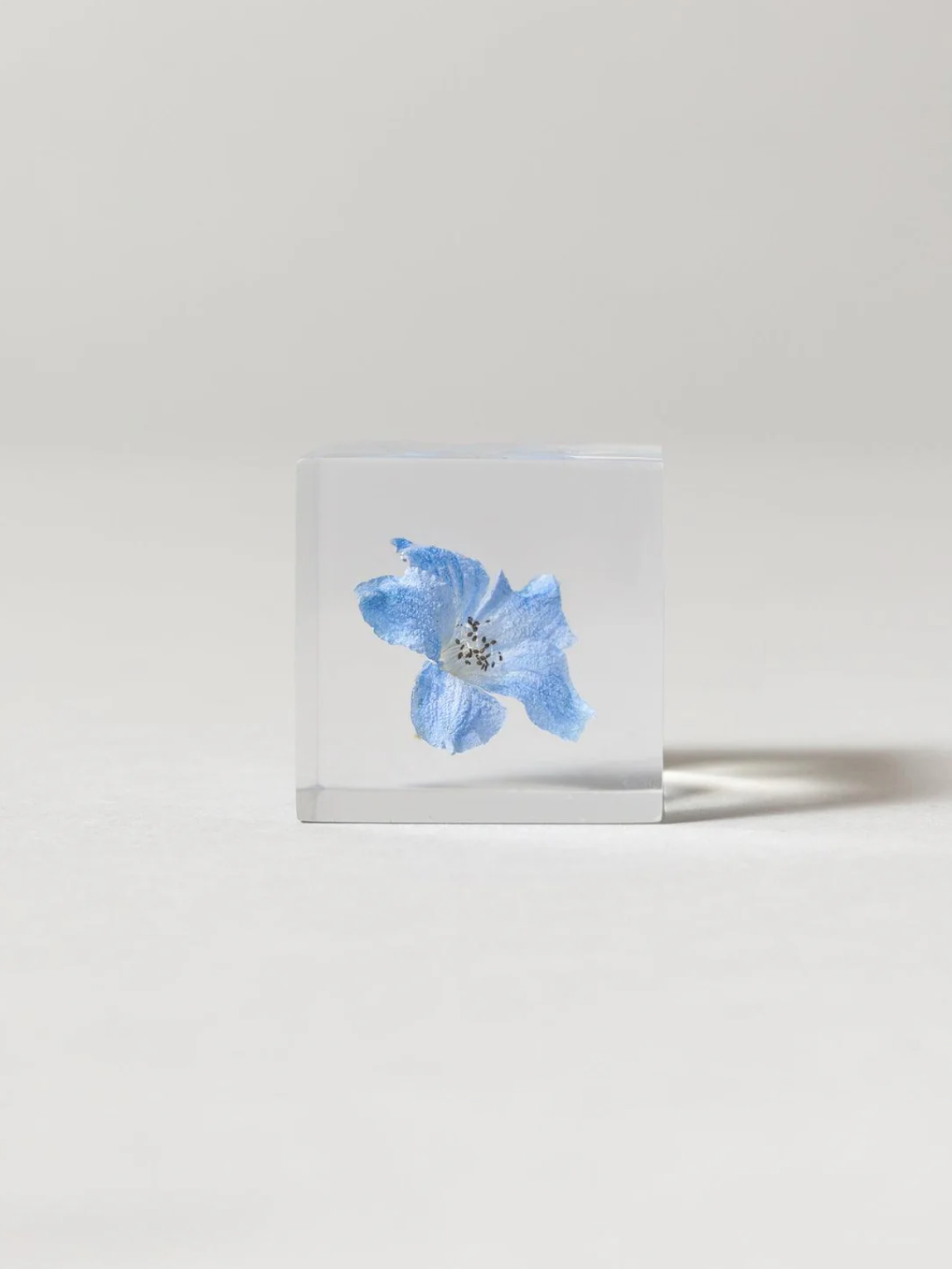 Sola Cube, Siberian Larkspur