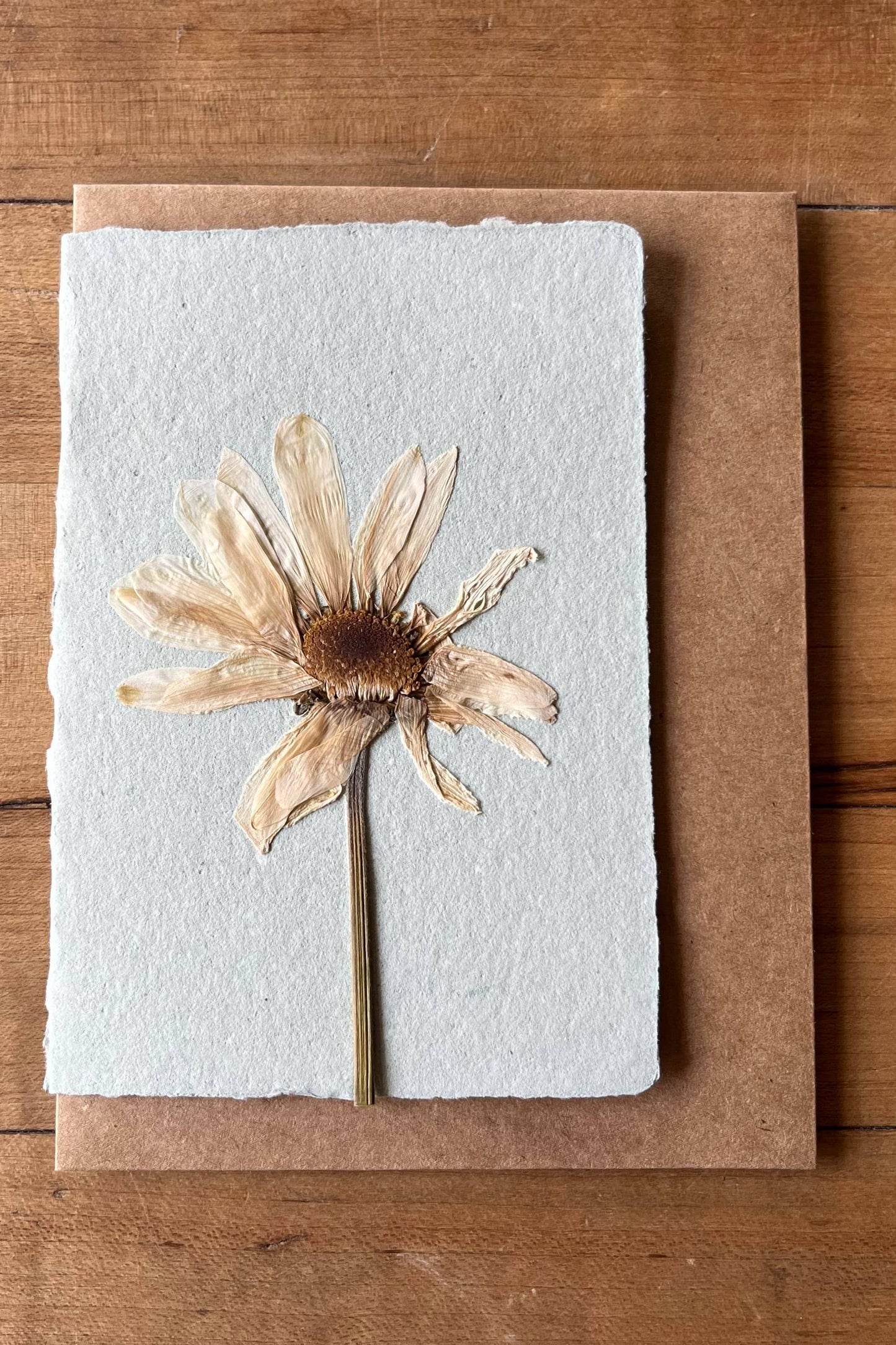 Montauk Daisy Pressed card