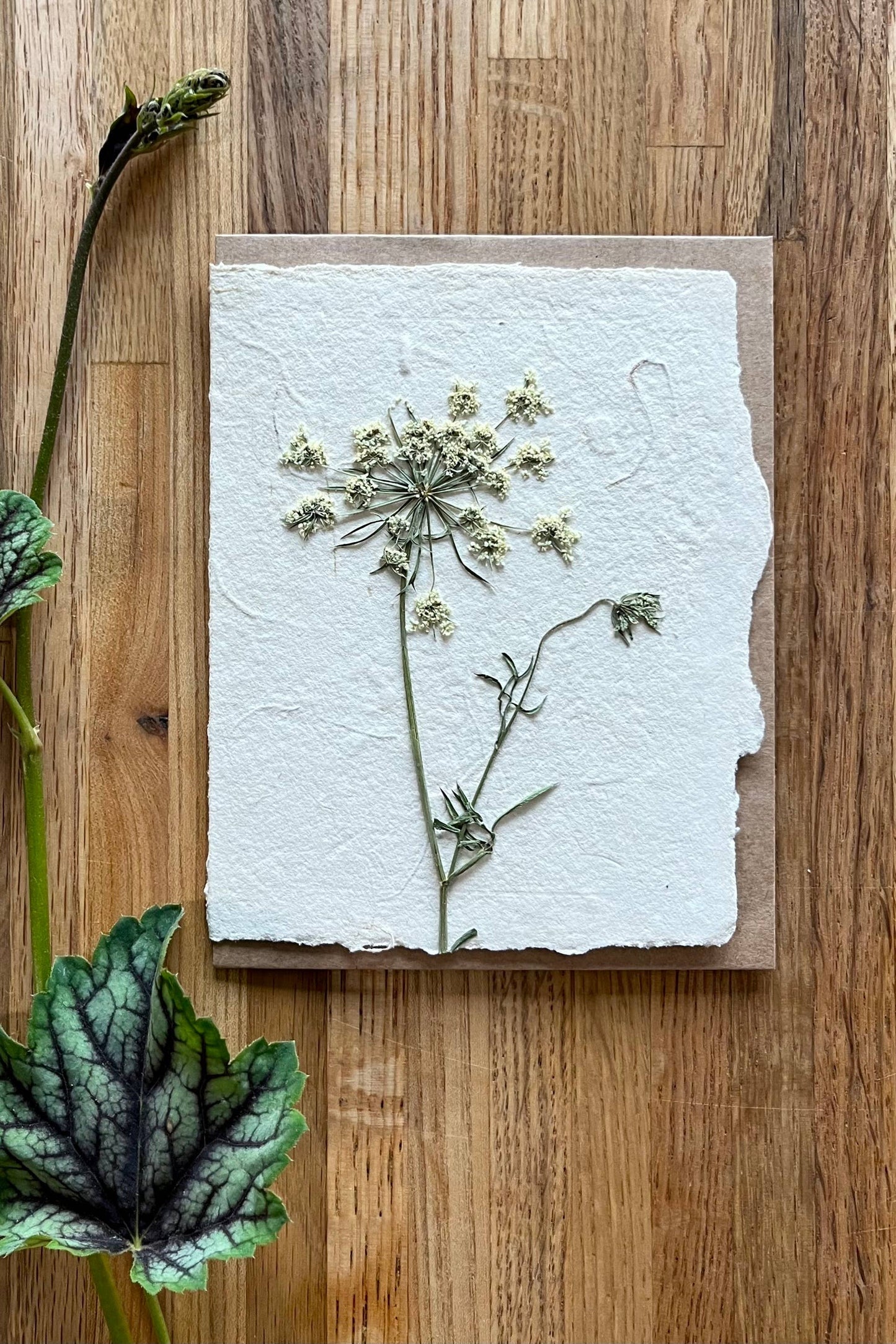 Queen Anne's Lace pressed card