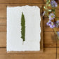 Ostrich Fern card