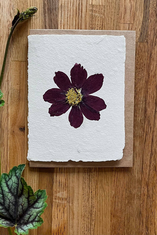 Cosmos pressed flower card
