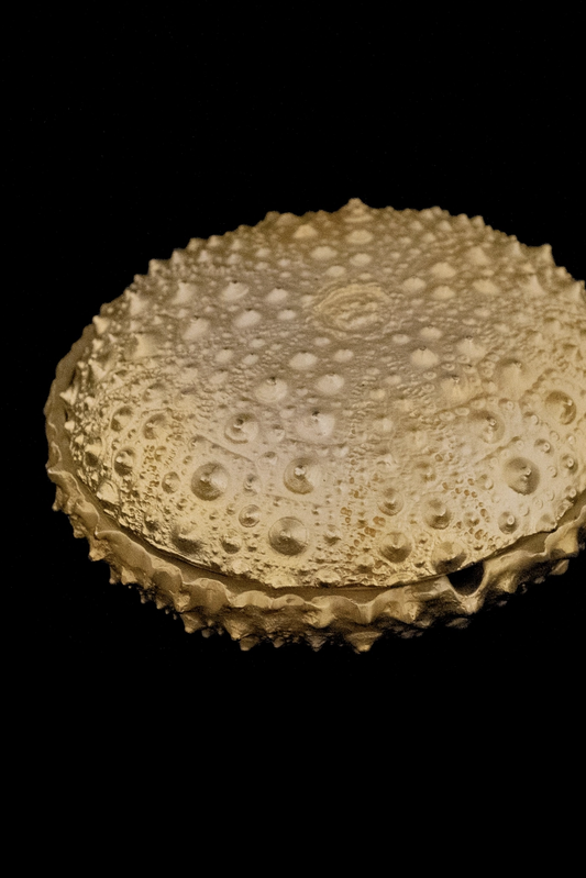 Sea Urchin Box
