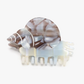 Blue Whelk Sea Shell Claw Clip