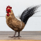 Fur Rooster Ornament