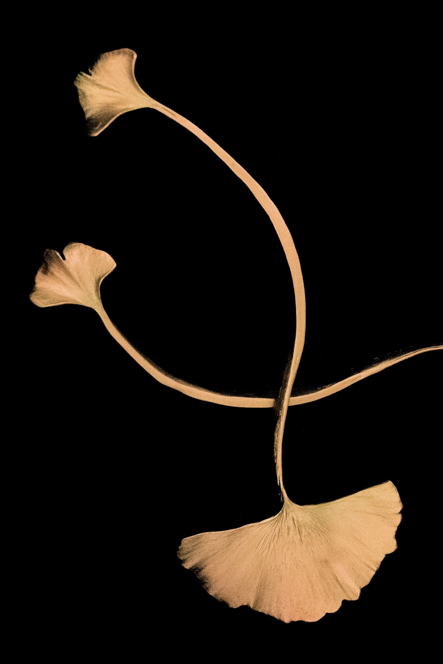 Ginkgo Serving Set, Gold