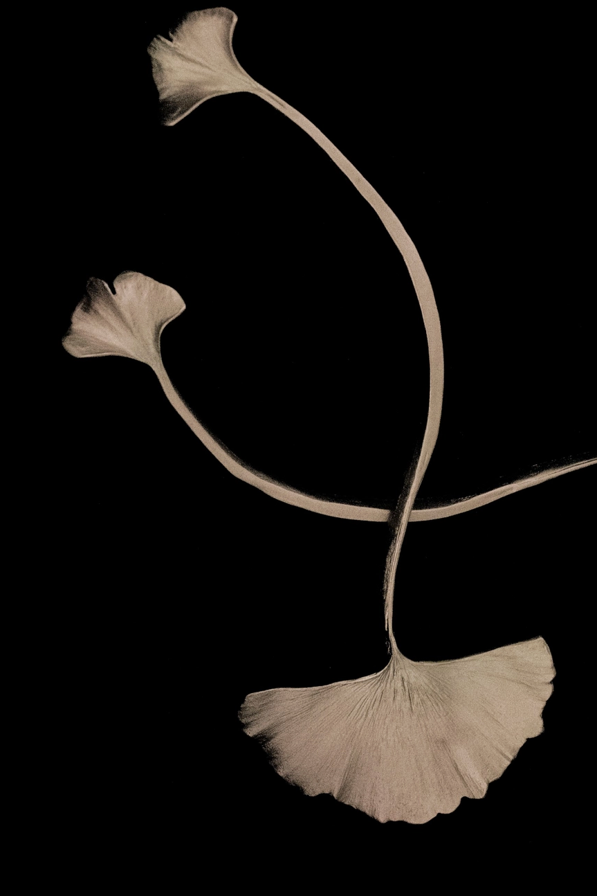 Ginkgo Serving Set, Silver