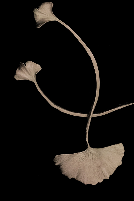 Ginkgo Serving Set, Silver