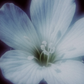 Vesper Bloom Perfume Oil