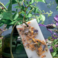 Pot Pourri Scented Wax Tablets