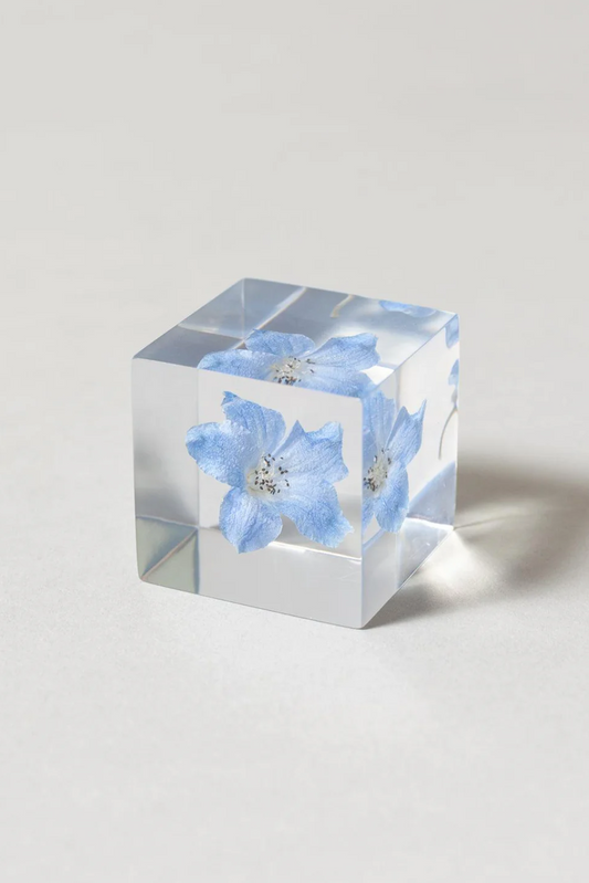 Sola Cube, Siberian Larkspur