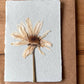 Montauk Daisy Pressed card