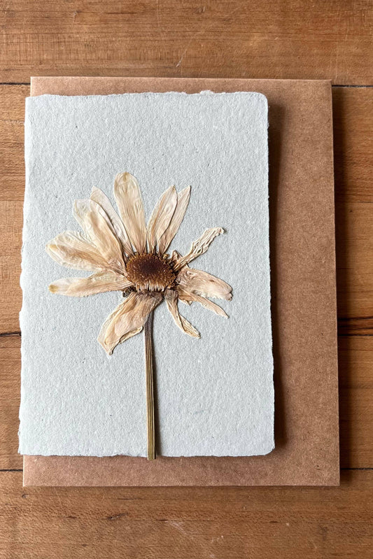 Montauk Daisy Pressed card