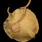 Aspen Leaf Salt Dish