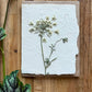Queen Anne's Lace pressed card