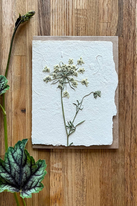 Queen Anne's Lace pressed card