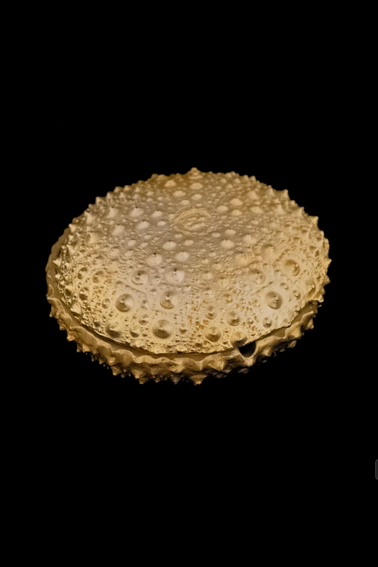 Sea Urchin Box