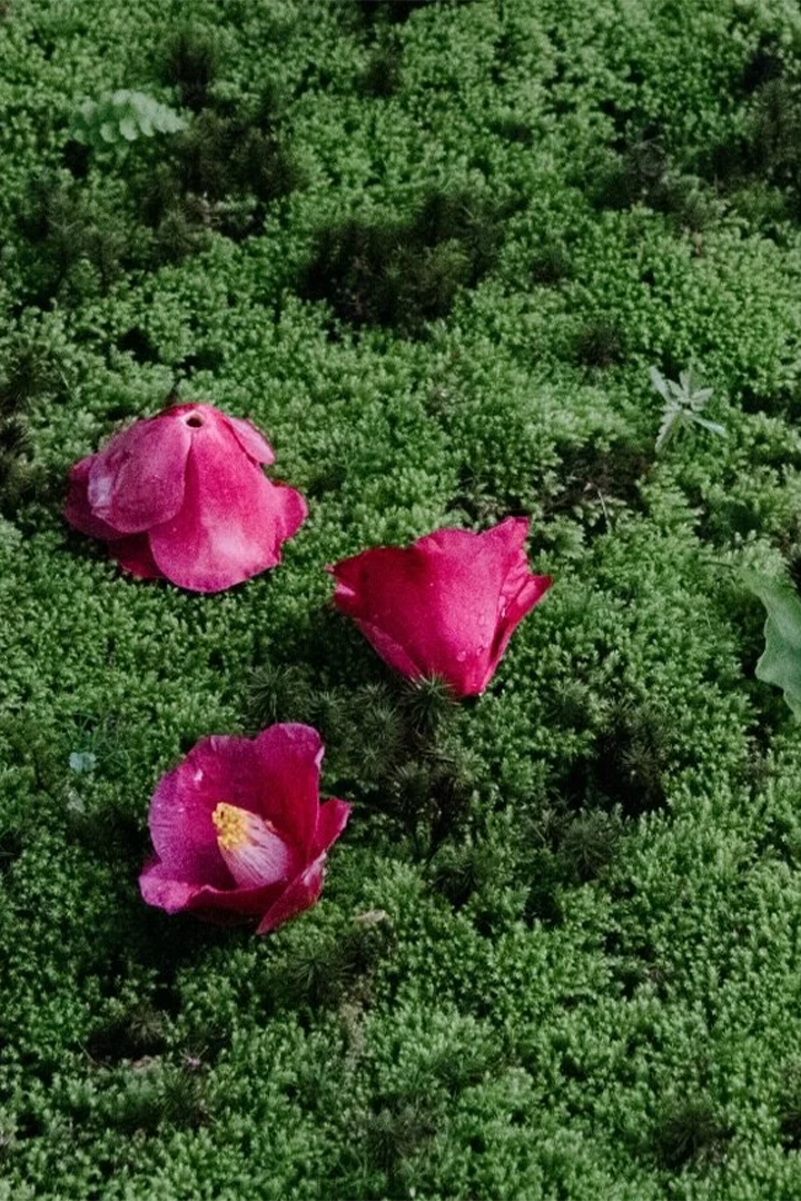 Japan Dry Garden Pack