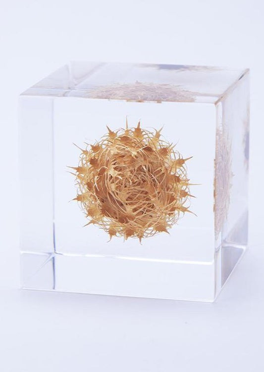 Sola Cube, Basket Flower
